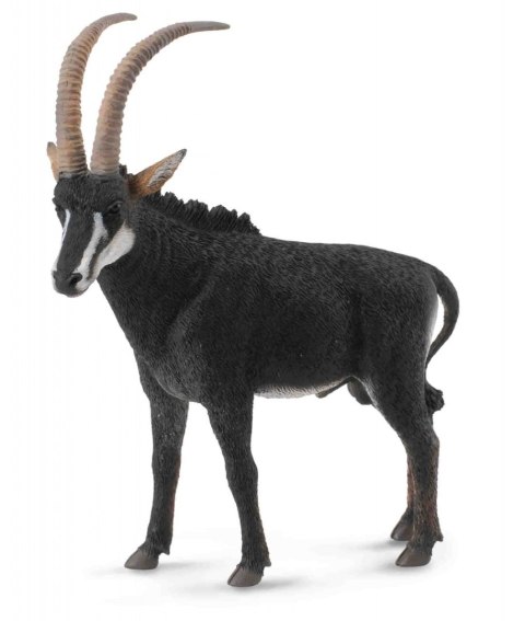COLLECTA ANTYLOPA OLBRZYMIA SAMIEC COLLECTA ANTYLOPA OLBRZYMIA SAMIEC