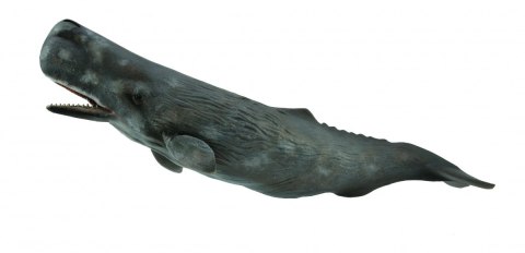 COLLECTA KASZALOT SPERMACETOWY COLLECTA KASZALOT SPERMACETOWY