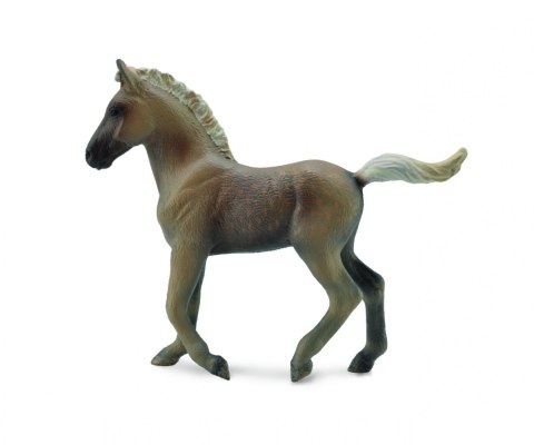 COLLECTA ŹREBIĘ RASY ROCKY MOUNTAIN COLLECTA ŹREBIĘ RASY ROCKY MOUNTAIN