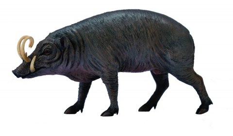 COLLLECTA BABYROUSA COLLLECTA BABYROUSA