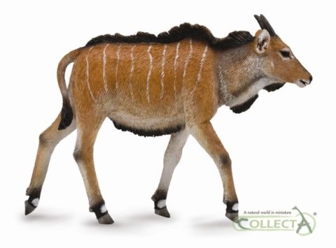 COLLECTA ANTYLOPA ELAND CIELĘ COLLECTA ANTYLOPA ELAND CIELĘ