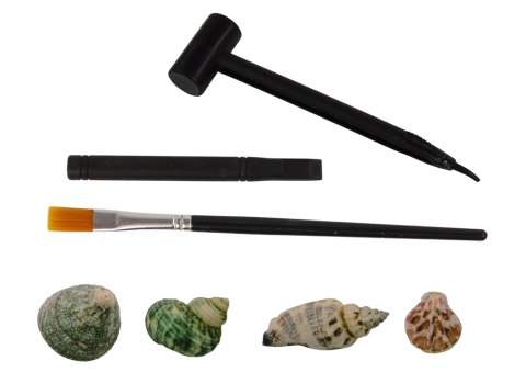 ARCHEOLOGICZNE WYKOPALISKA MUSZLE MUSZELKI GIPS ARCHEOLOGICZNE WYKOPALISKA MUSZLE MUSZELKI GIPS