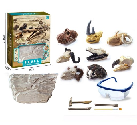 WYKOPALISKA ARCHEOLOG CZASZKI ZWIERZĄT WYKOPALISKA ARCHEOLOG CZASZKI ZWIERZĄT